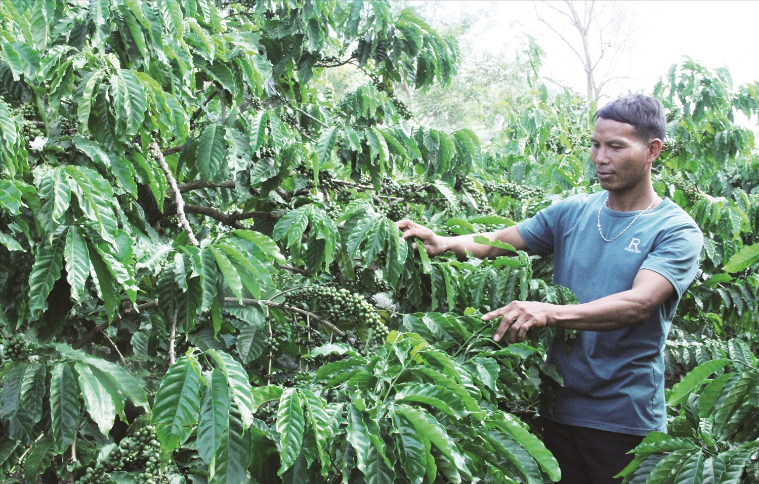 Nhờ chăm sóc bón phân, tưới nước đúng kỹ thuật, vườn cà phê của anh Y Theng cho năng suất cao