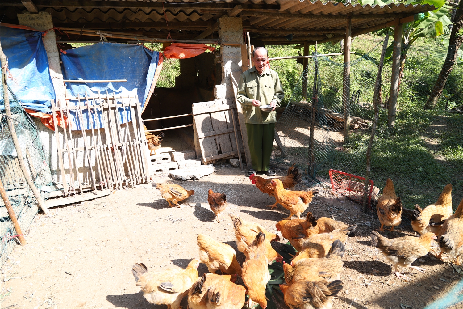 Ngoài trồng rừng gia đình ông Hoàng Văn Sang còn chăn nuôi gà để phát triển kinh tế và cải thiện bữa ăn cho gia đình