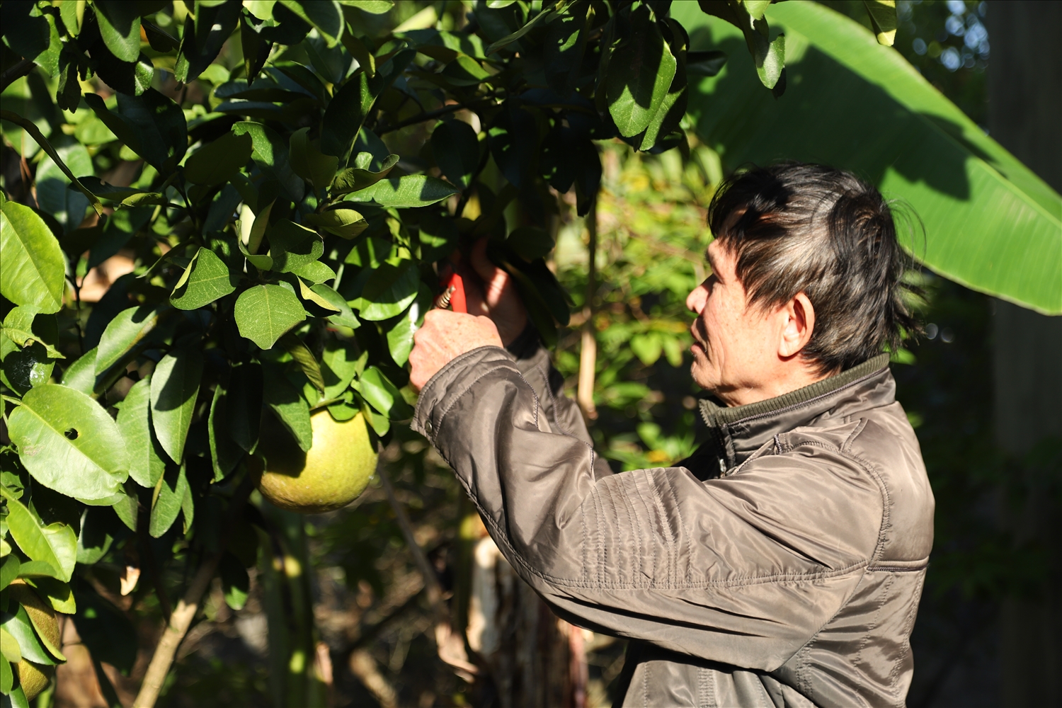 Người có uy tín cũng luôn tiên phong đi đầu trong phát triển kinh tế, là tấm gương để người dân noi theo. (Trong ảnh: Người có uy tín Hoàng Doãn Anh, thôn Trần Hưng Đạo đang chăm sóc vườn cây ăn quả của gia đình)