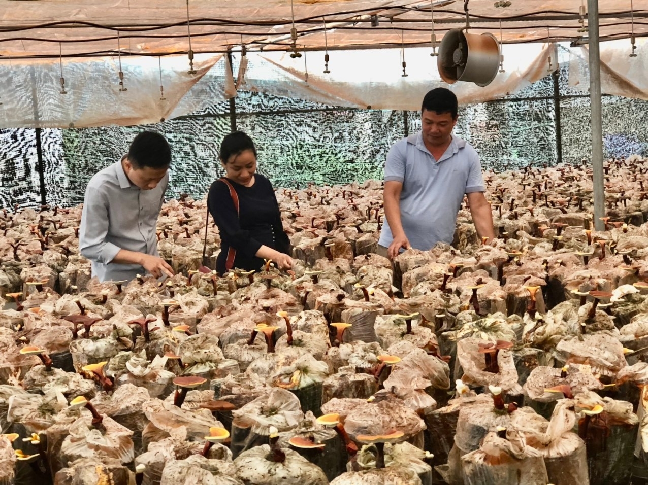 Nhiều hoạt động đa dạng, gắn với nhu cầu thực tiễn được các Tổ khuyến nông cộng đồng triển khai