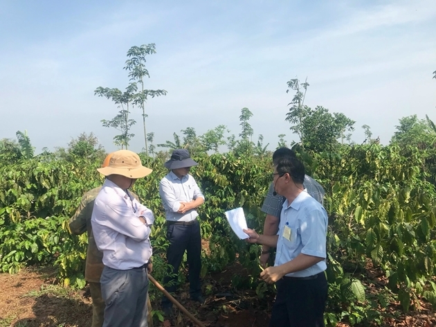 Các mô hình cà phê hữu cơ có chất lượng hạt được cải thiện rõ rệt, đáp ứng yêu cầu của thị trường xuất khẩu