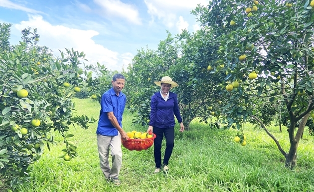 Hà Tĩnh gắn khuyến nông với tái cơ cấu ngành nông nghiệp