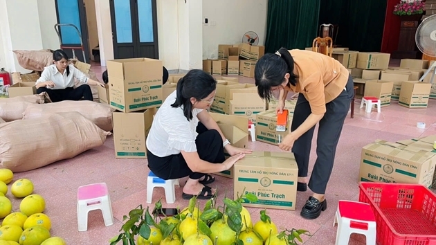Bưởi Phúc Trạch có diện tích ổn định, sản lượng khả quan