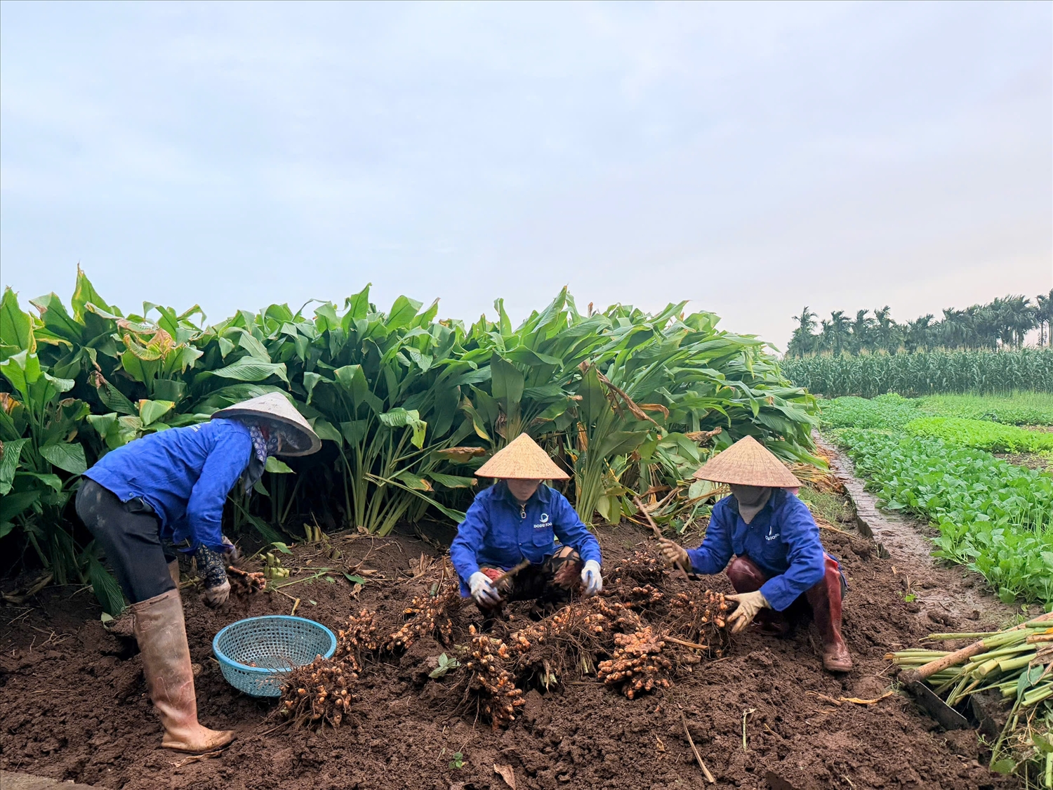 Khuyến nông cấp xã đảm bảo dần dân, sát cơ sở, phục vụ trực tiếp người sản xuất