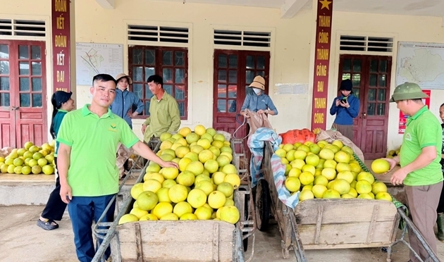 Nông dân Hà Tĩnh kỳ vọng mùa bưởi thắng lợi