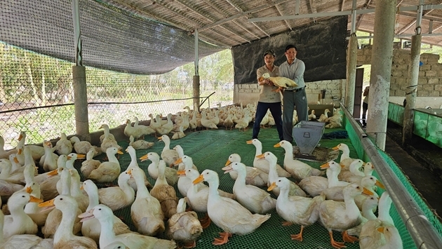 Ngành nông nghiệp đẩy mạnh các hoạt động giám sát chặt dịch bệnh, bảo đảm an toàn đàn vật nuôi