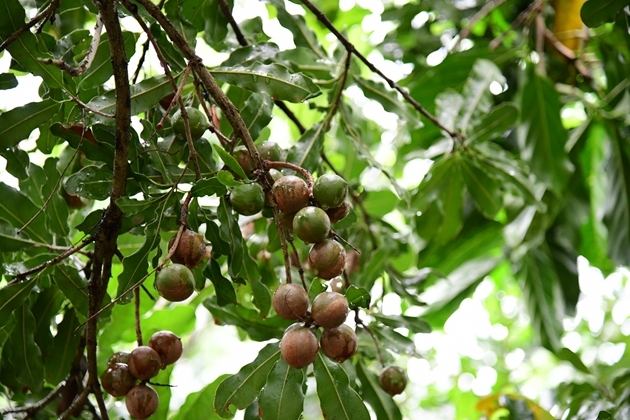 Lâm Đồng định hướng xây dựng chuỗi giá trị bền vững cho cây mắc ca