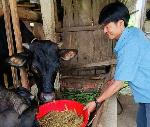 Nhờ nhân rộng mô hình, bà con nông dân ở Đắk Lắk đã chủ động được nguồn thức ăn cho đàn gia súc 