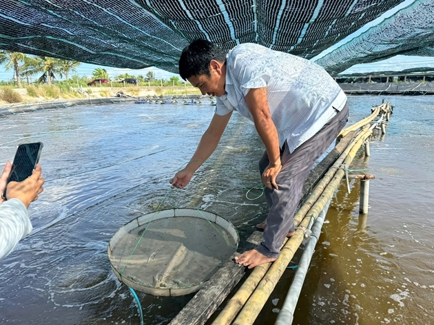 Nuôi tôm hai giai đoạn đang cho thấy hiệu quả kinh tế rõ rệt