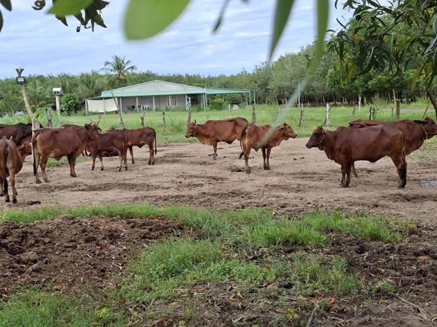 Mô hình nuôi bò vỗ béo thích ứng với thiên tai tại Tây Ninh là giải pháp bền vững thích ứng với biến đổi khí hậu