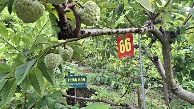  Mô hình “Vườn na Võ Nhai trên môi trường số” đang được triển khai tại Võ Nhai