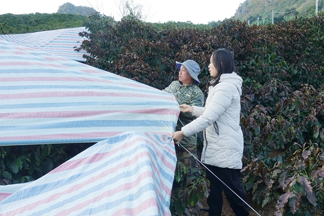 Sơn La đẩy mạnh các giải pháp bảo vệ cây trồng