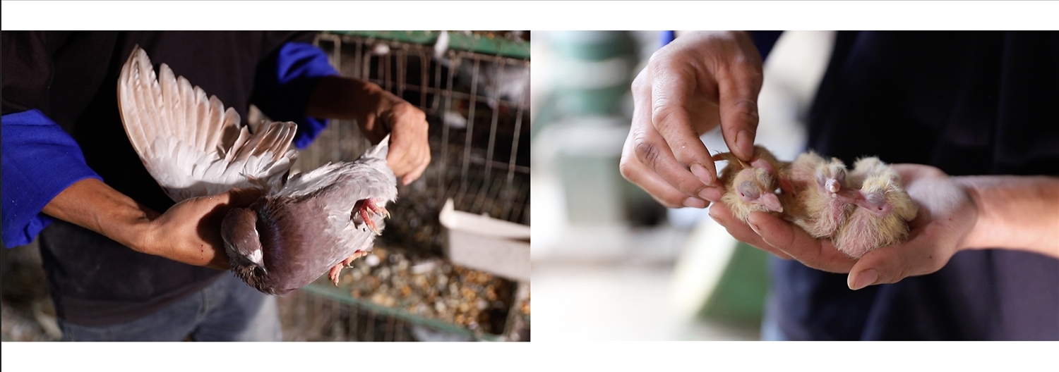 Các quy trình chăm sóc được anh Sùng tận tâm thực hiện hàng ngày, từ con non mới nở đến chim thành phẩm