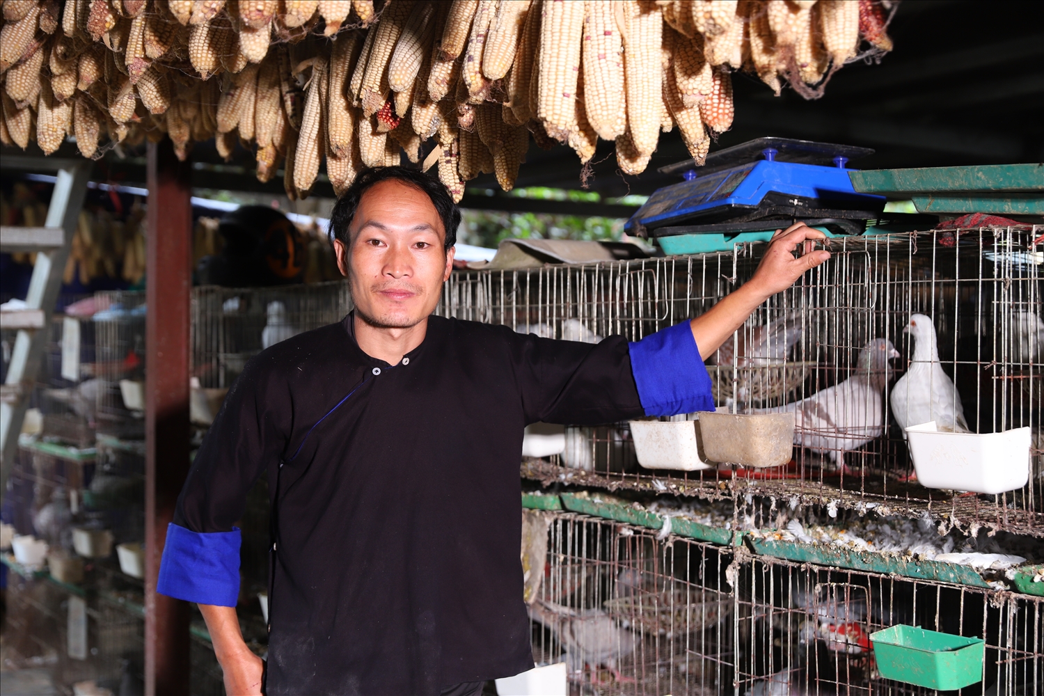 Anh Hờ A Sùng (dân tộc Mông), thôn Dền Thàng, xã Mù Cang Chải, tỉnh Lào Cai, tiên phong phát triển kinh tế