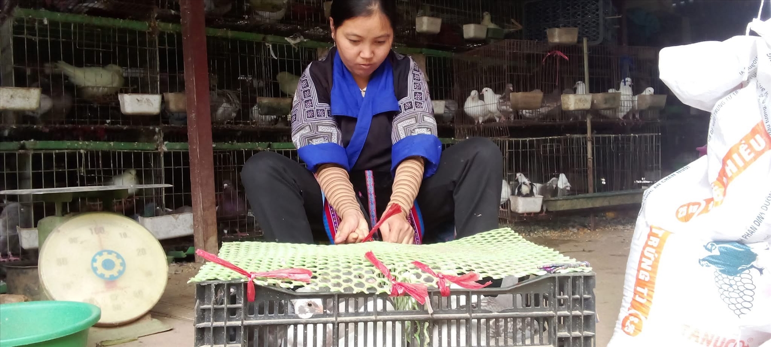 Đàn chim được đóng gói cẩn thận trước khi giao cho thương lái thu mua