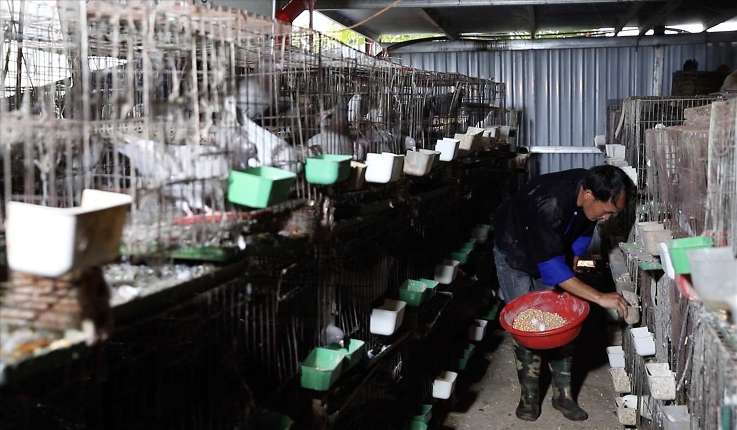 Sự kiên trì của chàng trai Mông đã được đền đáp xứng đáng. Hiện nay, trang trại của anh cung cấp ra thị trường khoảng 300–400 con chim bồ câu mỗi tháng. Với thời gian quay vòng vốn nhanh (chim thịt 25–30 ngày, chim giống 28–35 ngày), mô hình mang lại hiệu quả kinh tế rõ rệt.