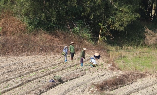 Chính sách hỗ trợ sản xuất từ Chương trình MTQG 1719 góp phần tạo sinh kế, nâng cao thu nhập cho người dân ở địa bàn đặc biệt khó khăn của tỉnh Cao Bằng.