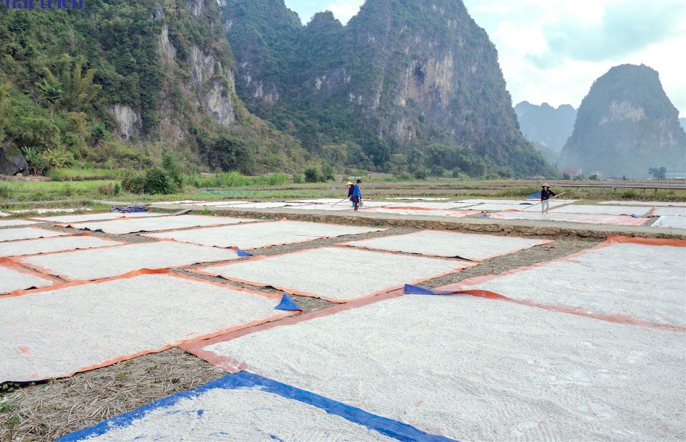 Ở Cao Bằng hiện đã hình thành nhiều vùng sản xuất theo chuối giá trị. (Trong ảnh: Xã Nguyễn Huệ là vùng trồng dong riềng tập trung của tỉnh Cao Bằng, hiện trên địa bàn xã đã phát triển nghề làm miến dong nổi tiếng)