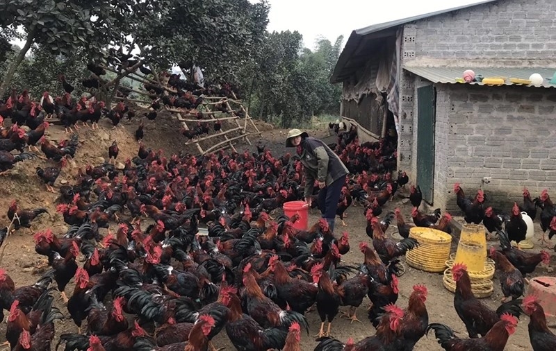 Gia đình ông Nguyễn Văn Quang, thôn Thung Tâm, chuyển đổi đất sản xuất kém hiệu quả sang chăn nuôi kết hợp trồng cây ăn quả, cây lâm nghiệp cho giá trị kinh tế cao.