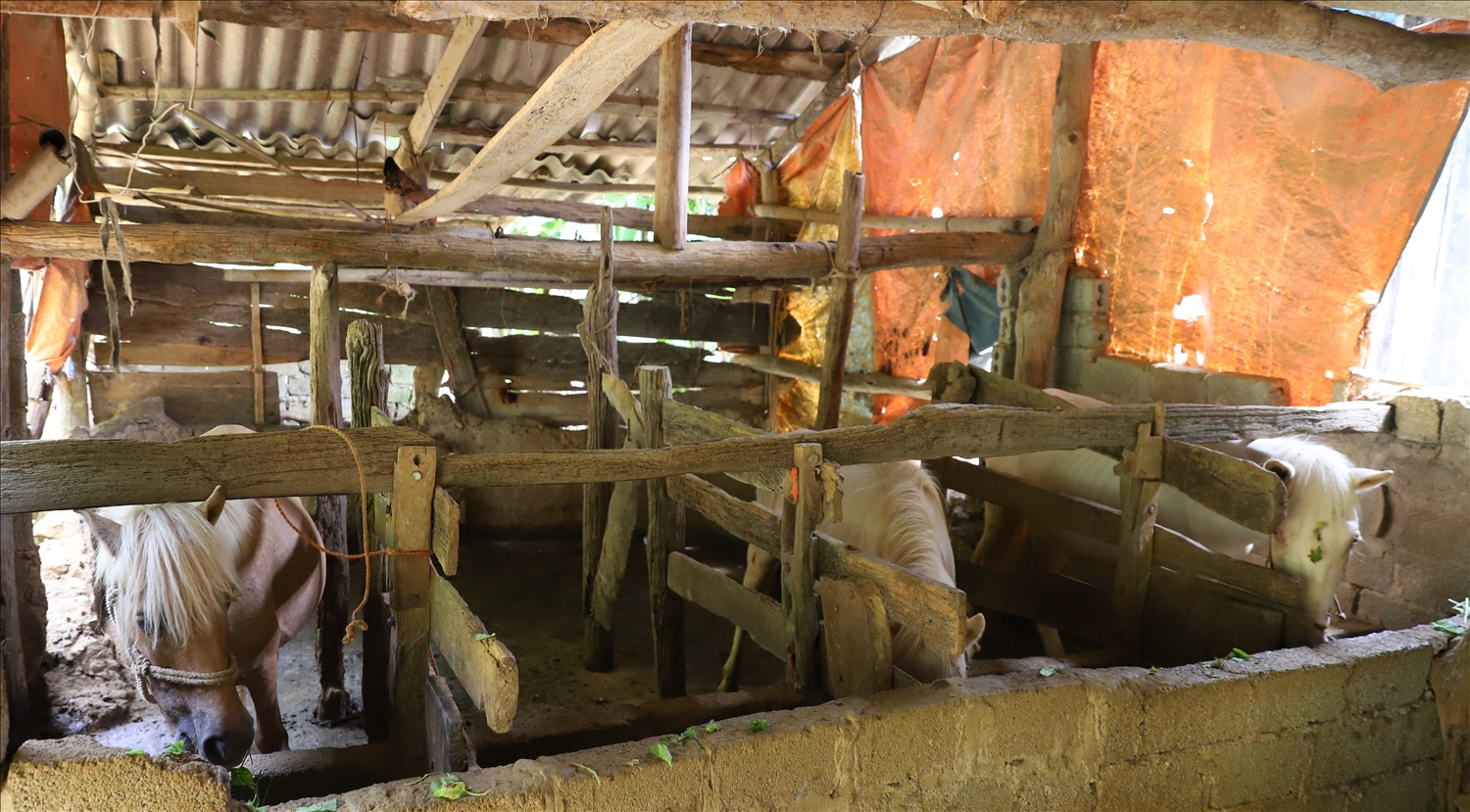 Dự án liên kết chăn nuôi ngựa bạch tại các thôn đặc biệt khó khăn là một trong những dự án tiêu biểu được xã Bằng Mạc triển khai