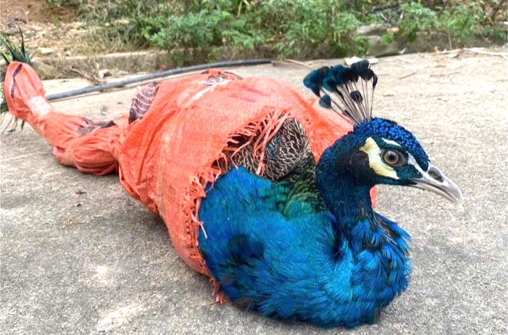 Cá thể động vật lạ được người dân phát hiện