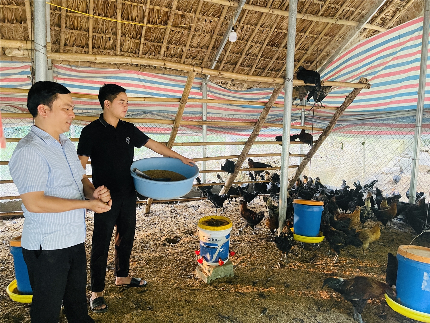 Mô hình chăn nuôi gà đen thả đồi của anhLương Văn Nam (xã Tùng Bá) cho thu nhập hơn 200 triệu đồng/năm.