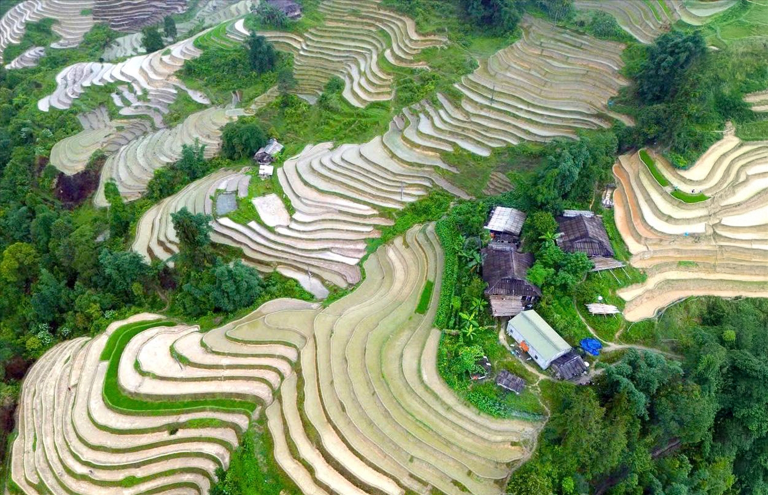 Ngoài sản xuất nông nghiệp với các loại cây truyền thống như ngô, lúa, xã Lao Chải đang định hướng cho người dân phát triển các loại cây cho giá trị kinh tế cao khác như chè Shan tuyết, thảo quả...