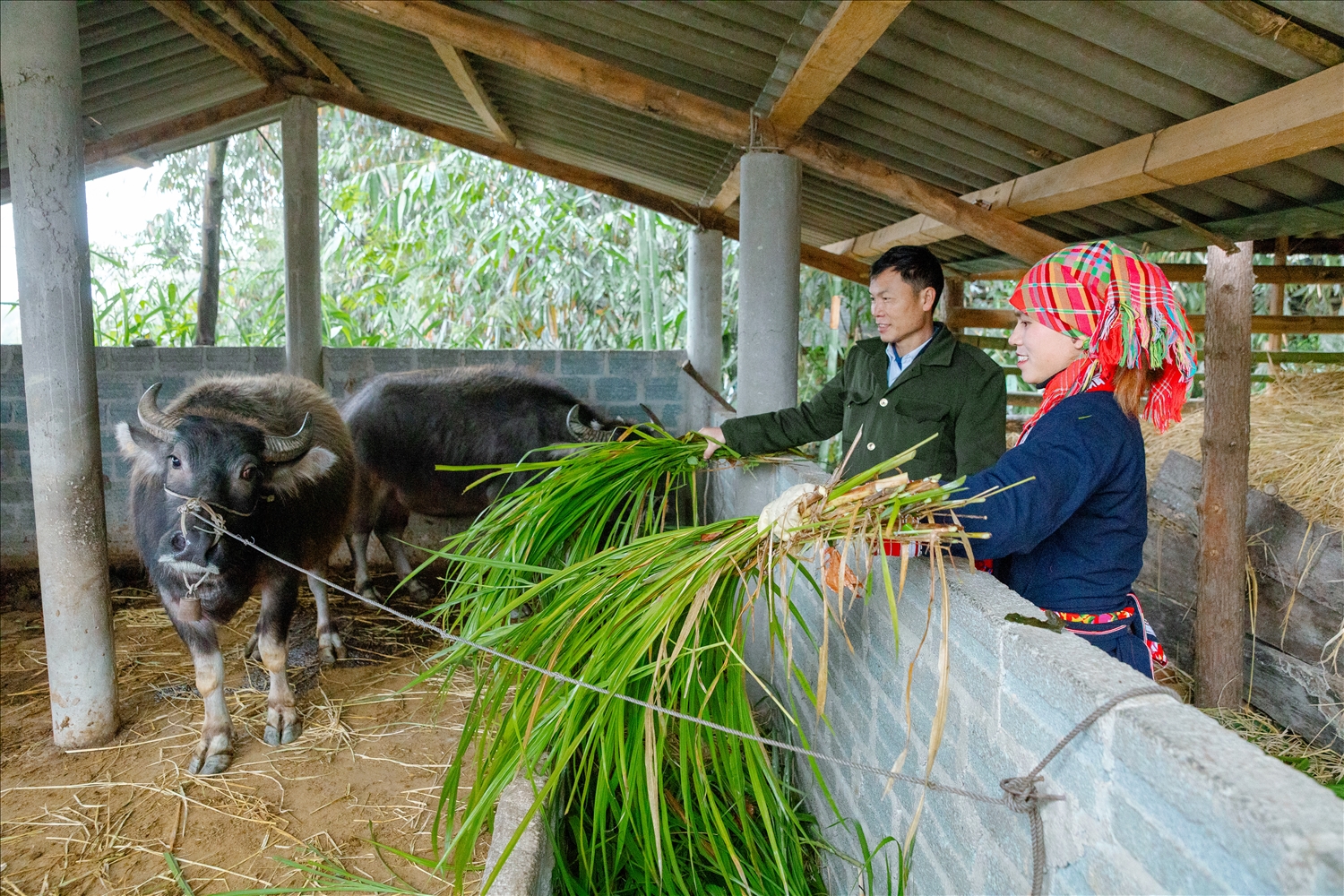 Đàn trâu của gia đình bà Phượng Mùi Sếnh