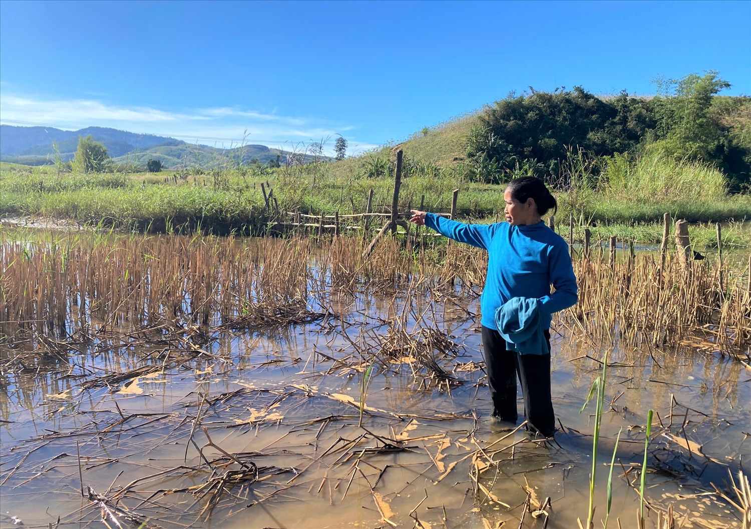 Ruộng bị ngập nước không sản xuất được nên gia đình chị Y Xuân, thôn 12, xã Kon Braih không đủ gạo ăn trong năm. (Ảnh: Ngọc Chí)