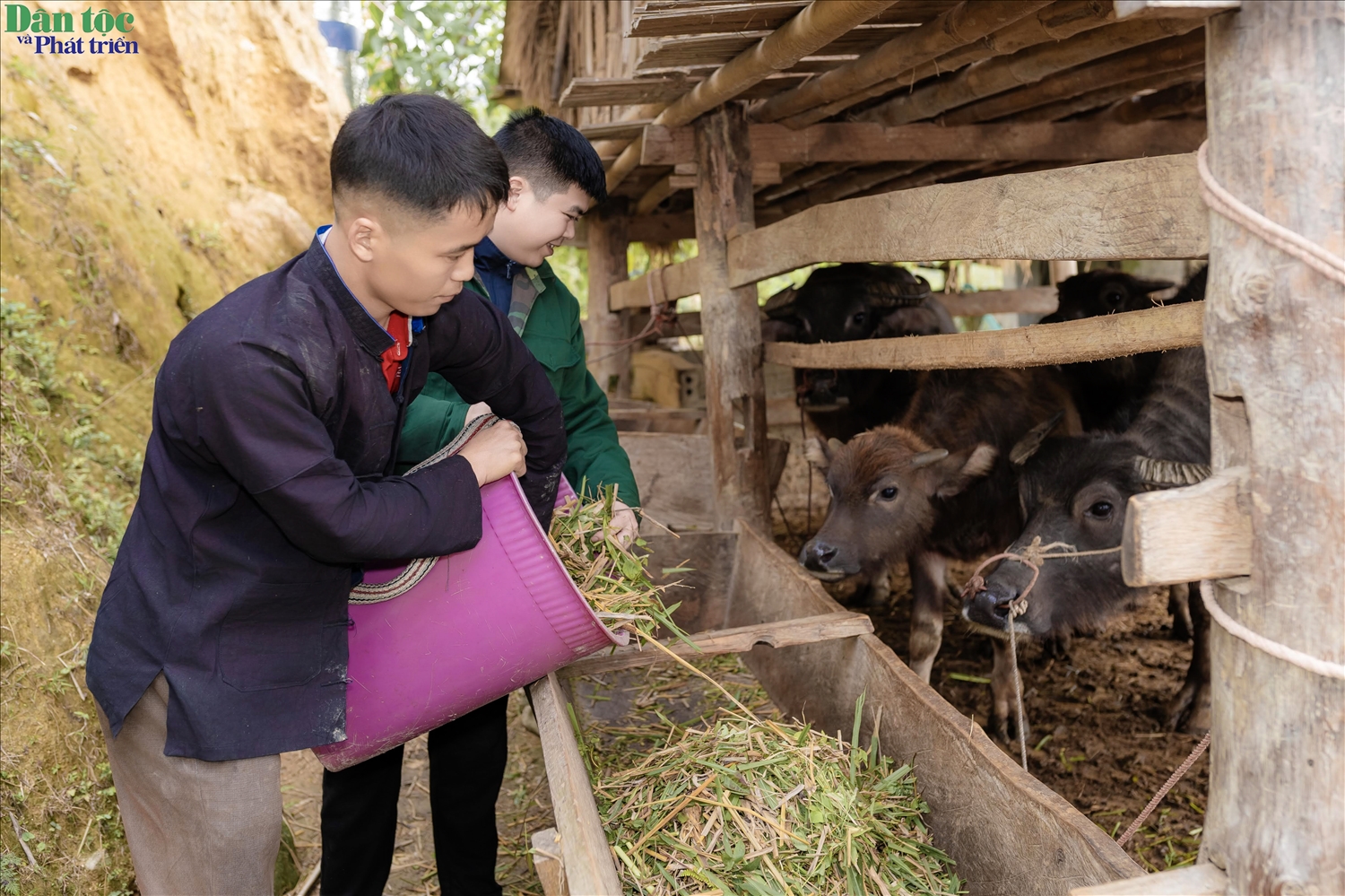 Đàn trâu của gia đình anh Lù Seo Tỉn, thôn Pố Lồ 