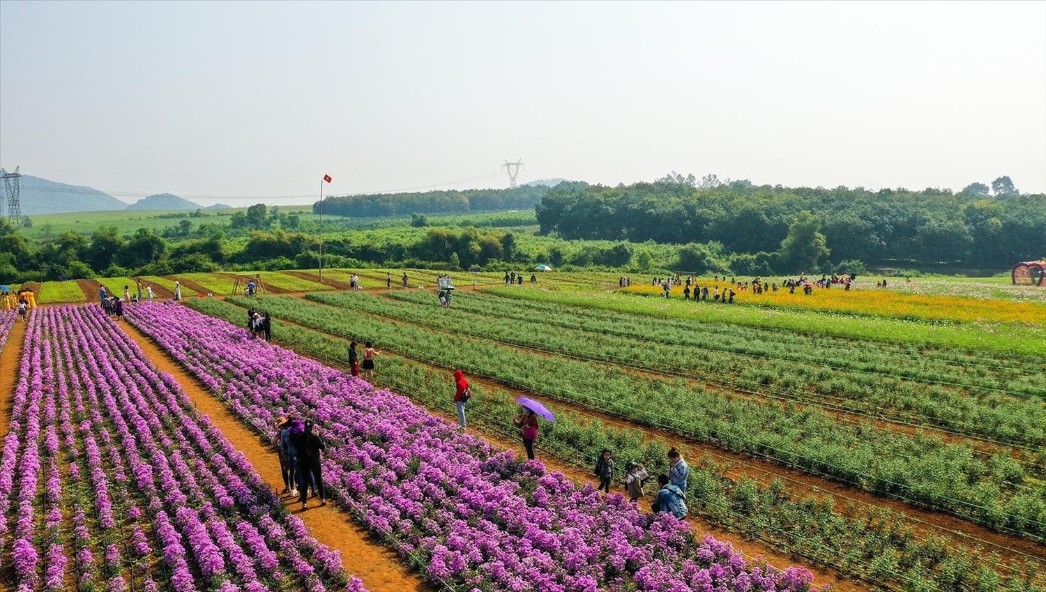 Du khách đến với cánh đồng hoa ở xã Nghĩa Lâm