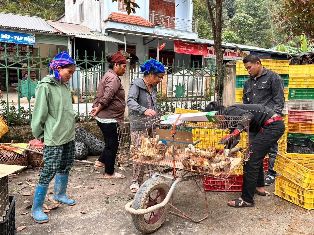 Xã Thông Nông triển khai hỗ trợ gà giống từ vốn Chương trình MTQG 1719.