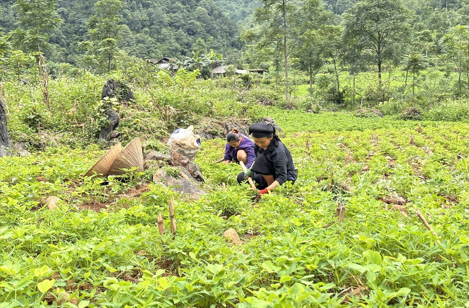 Người dân xã Thông Nông thu hoạch cây lạc vụ hè thu.