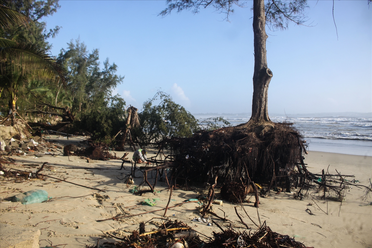 Một gốc dương lớn bị sóng đánh trơ gốc. (Ảnh: H.P)