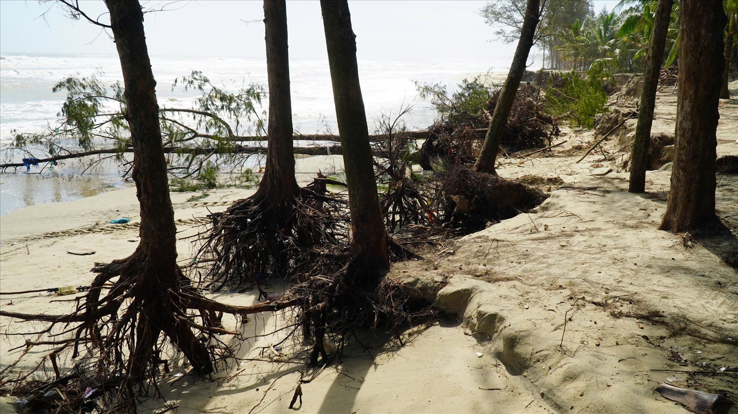 Hàng loạt cây dương có tuổi đời gần 40 năm bị sóng đánh trơ gốc. (Ảnh: H.P)
