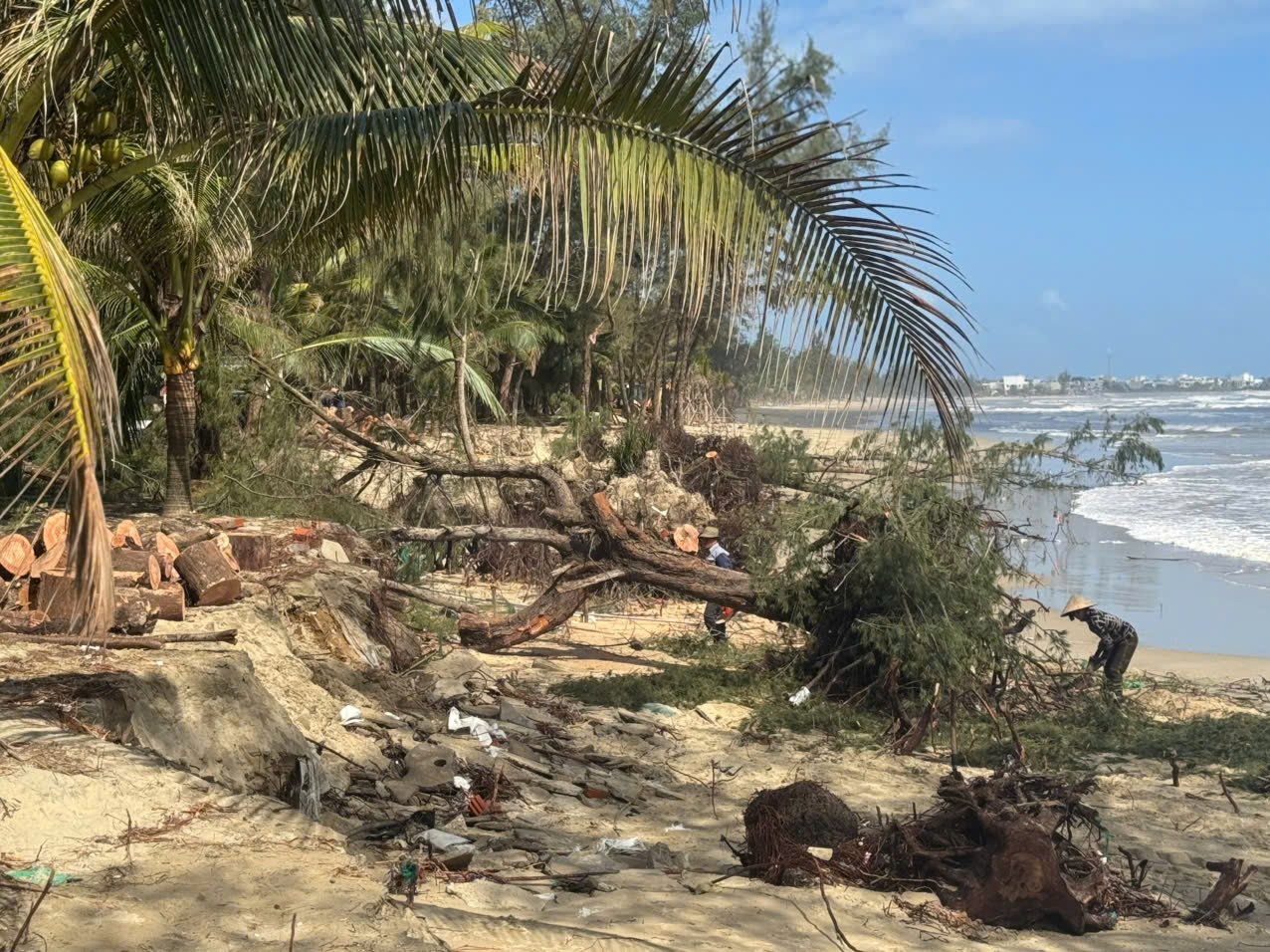 Người dân đang cắt dọn những cây dương bị sóng quật ngã. (Ảnh: H.P)