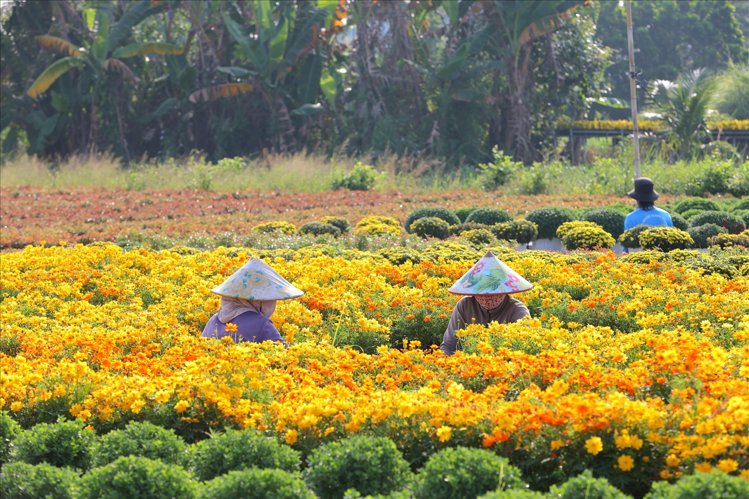 Ông Đặng Văn Giàu, Tổ trưởng Tổ hợp tác hoa kiểng khóm Tân An, phường Sa Đéc, cho biết tổ hợp tác hiện có 11 thành viên, canh tác hơn 13 ha hoa kiểng. Từ năm 2021 đến nay, việc kết hợp trồng hoa với phát triển du lịch trải nghiệm đã mang lại hiệu quả rõ rệt. Lượng khách đến tham quan ngày càng đông, sản phẩm hoa kiểng được tiêu thụ khắp tỉnh, thành trong cả nước.