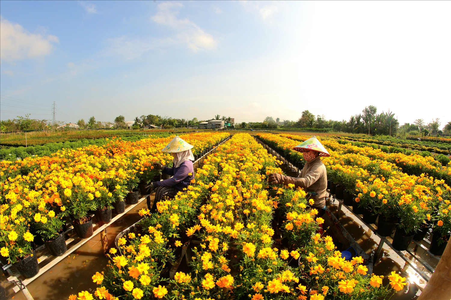 Để chuẩn bị cho ngày hội lớn, nghệ nhân và nông dân miệt mài chăm chút từng luống hoa, giỏ kiểng, chỉnh trang cảnh quan. Những thảm hoa đa sắc được tạo nên từ hơn 100 giống hoa khác nhau trải dài khắp làng hoa, mang đến không gian sinh động, rực rỡ.