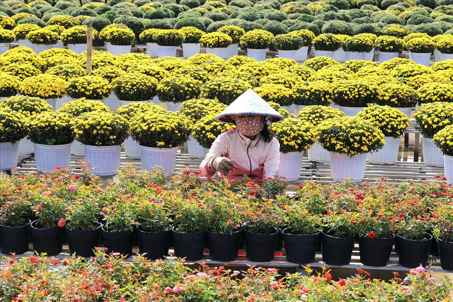 Nhằm phục vụ Festival hoa lần này và thị trường Tết Nguyên đán Bính Ngọ 2026, tổ hợp tác đã xuống giống hơn 300.000 giỏ hoa với nhiều chủng loại khác nhau. Trong đó, cúc mâm xôi tiếp tục giữ vai trò chủ lực và được phát triển thêm nhiều gam màu mới. Do thời điểm diễn ra Festival và tết cách nhau khá xa nên các nhà vườn phải tính toán kỹ lưỡng lịch xuống giống, xử lý cho hoa nở đúng thời điểm, bảo đảm chất lượng và giá trị thẩm mỹ cao nhất.