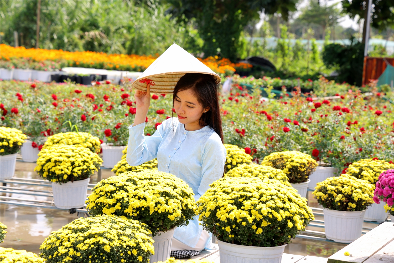 Không chỉ để ngắm nhìn, làng hoa còn mở ra những trải nghiệm gần gũi với nghề truyền thống. Du khách có thể tìm hiểu kỹ thuật gieo trồng, tạo dáng bonsai, trò chuyện cùng các nghệ nhân và cảm nhận sự bền bỉ, cần mẫn đã gìn giữ làng hoa suốt hơn một thế kỷ.