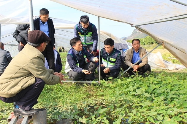 Các đại biểu thăm mô hình nuôi ốc nhồi thương phẩm tại xã Thiện Tân (Ảnh TTKNQG)