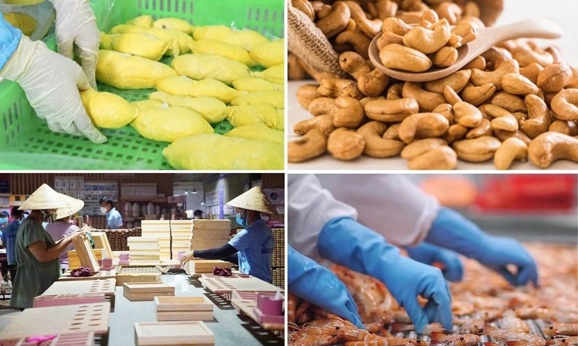 Tính chung 11 tháng, xuất khẩu toàn ngành nông nghiệp đạt 64,01 tỷ USD, tăng 12,6% và chính thức vượt mức kỷ lục 62,4 tỷ USD của năm 2024 (Ảnh MH).