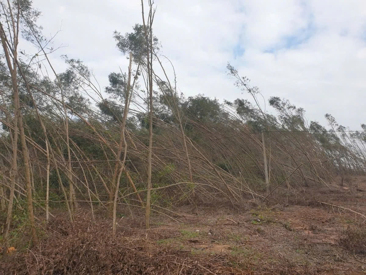Tuy nhiên, mùa mưa bão năm 2025, toàn tỉnh đã có trên 50 nghìn ha rừng keo bị gãy, đổ và ảnh hưởng ở các mức độ khác nhau (Ảnh: Phạm Tiến) 