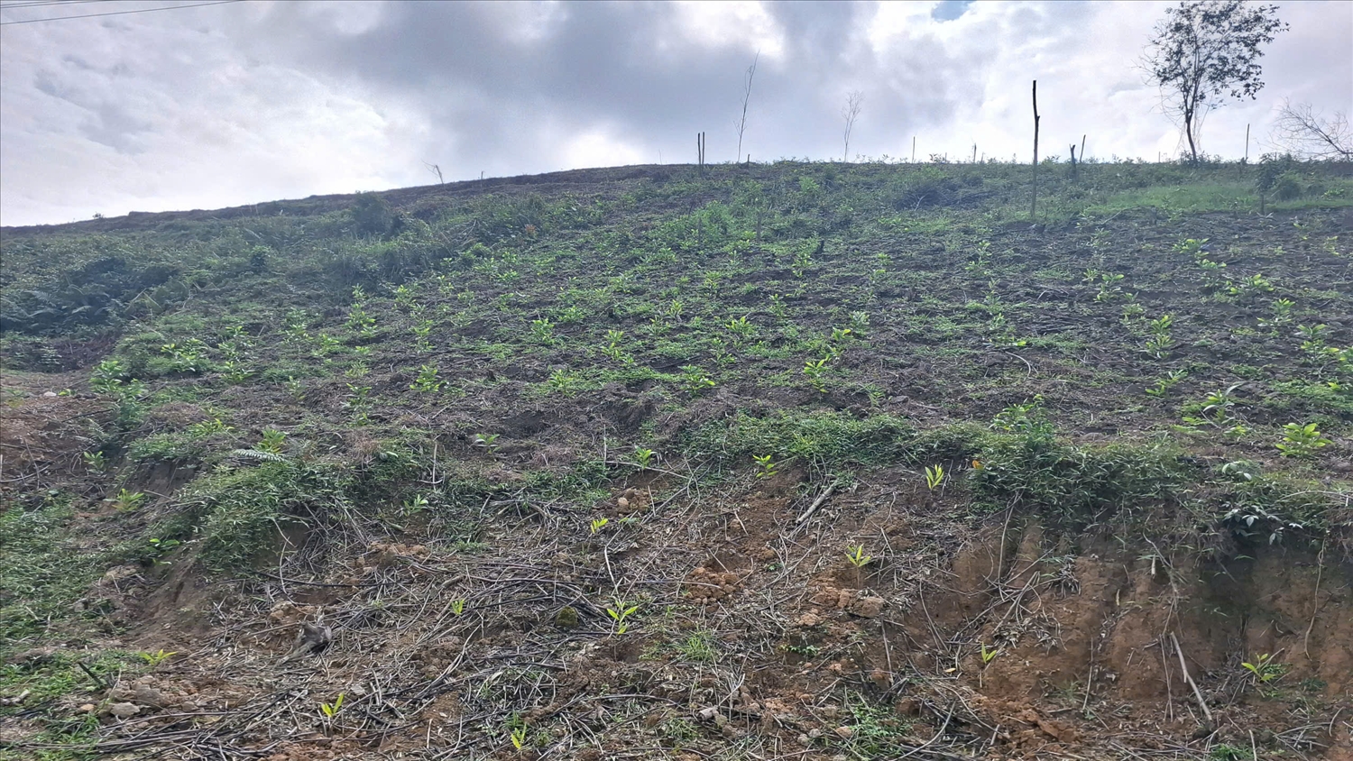 Rừng keo của anh Nguyễn Hữu Đào, thôn 5, xã Kim Bảng đã được trồng trở lại (Ảnh: Phạm Tiến)