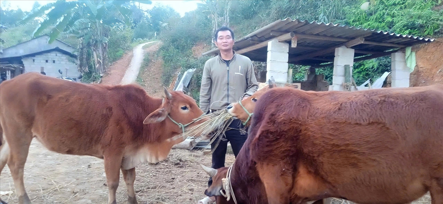 Niềm vui của anh Luân Văn Thượng khi đàn bò hỗ trợ sinh trưởng và phát triển tốt.