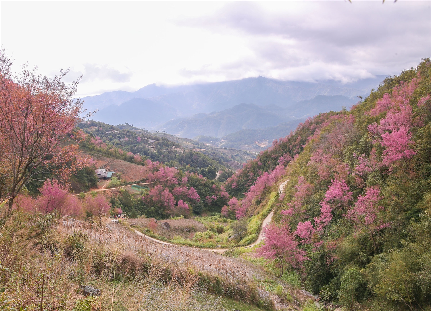 Hoa đào rừng thường nở sớm từ cuối tháng 12 Dương lịch