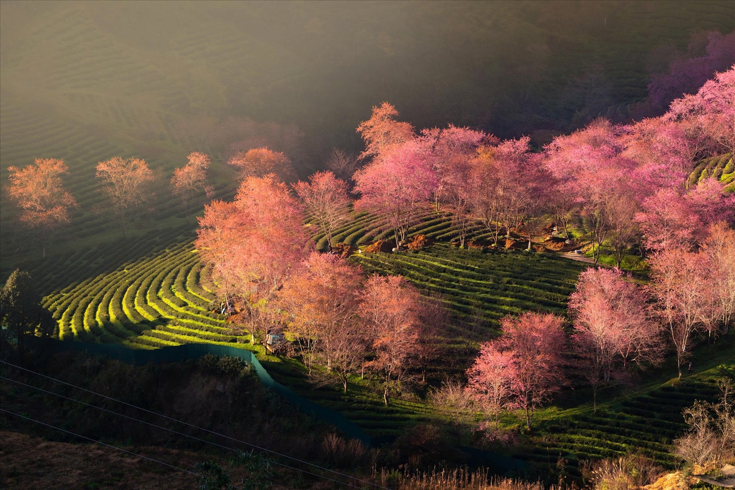 Hoa Pằng Tớ dày (đào rừng) bung nở trên các sườn núi, báo hiệu mùa xuân đã về sớm với các bản làng vùng cao Lào Cai.