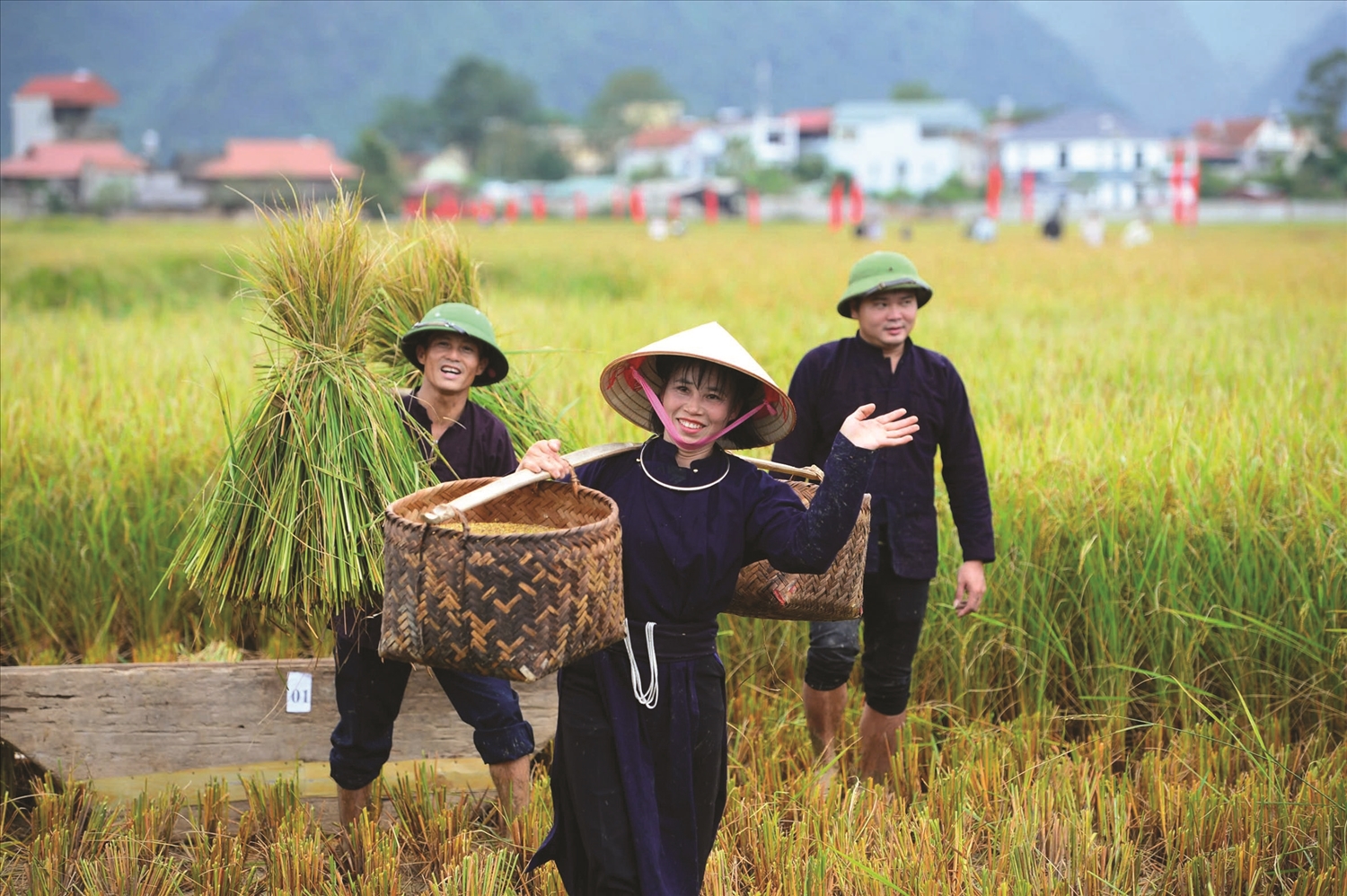 Đến với Quỳnh Sơn du khách có thể ngắm cánh đồng lúa chín, làm ngói, làm bánh, gặt lúa…