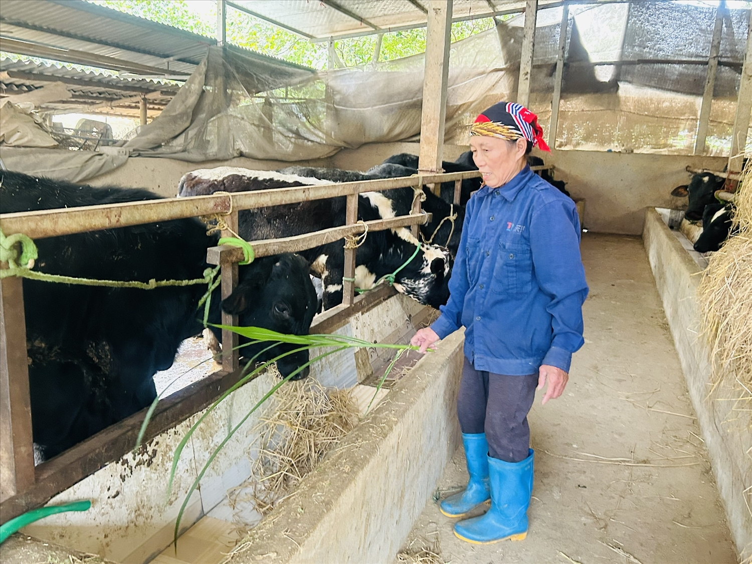 Mô hình chăn nuôi bò của gia đình bà Nguyễn Thị Sương, thôn Kép 3, xã Yên Bình mang lại thu nhập khá cho gia đình