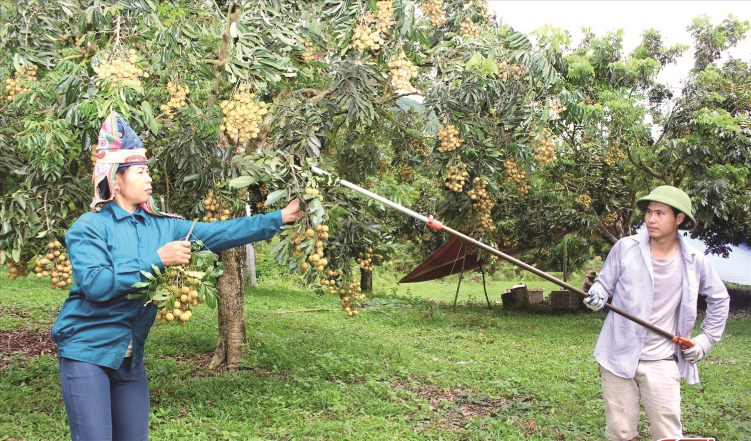 Nông dân vùng Sông Mã, Sơn La thu hoạch nhãn